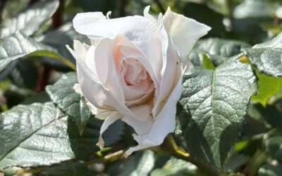 visite du Jardin